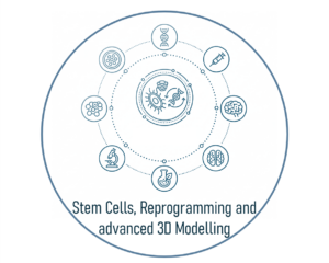 Research_Line_Stem_Cells_Reprogramming_advanced_3D_modelling